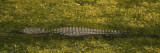 Alligator Flowing in a Canal  Big Cypress Swamp National Preserve  Tamiami  Ochopee  Florida  USA