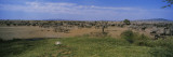 Herd of Zebra and Wildebeest Grazing in a Field  Serengeti National Park  Tanzania