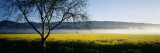 Fog over Crops in a Field  Napa Valley  California  USA