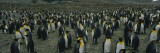 Penguins on an Island  Royal Bay  South Georgia Island