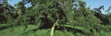 Orchard of Plum Trees