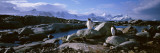 Penguins  Peterman Island  Antarctica