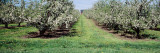 Apple Trees in an Orchard  Kent County  Michigan  USA