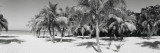 Palm Trees on the Beach  Negril  Jamaica