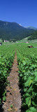 Path in a Vineyard  Valais  Switzerland