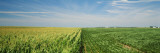Corn and Soybean Fields on a Landscape  Herscher  Illinois  USA