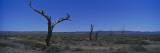 Bare Trees in an Arid Landscape  Southern Region  Australia