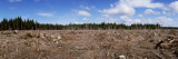 Timber Cut Down in a Forest  Olympic National Forest  Washington State  USA