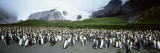 King Penguins  Gold Harbor  South Georgia Island  Falkland Islands
