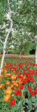 Spring Flowers  Lake Burley Griffin  Australia