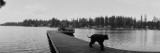 Dog Walking on the Pier  Bellevue  Washington State  USA