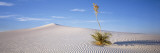 Soaptree Yucca  White Sands National Monument  New Mexico  USA