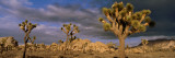 Joshua Tree National Park  California  USA