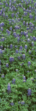 Plants  Bluebonnets  Austin  Texas  USA