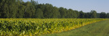 Crop of Tobacco in a Field  Winchester  Kentucky  USA
