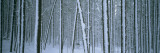 Lodgepole Pine Trees Covered with Snow  Helena National Forest  Montana  USA