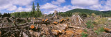 Deforestation in a Forest  Olympic National Park  Washington State  USA