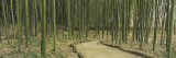 Bamboo Trees on Both Sides of a Path  Kyoto  Japan