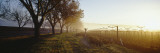 Trees in a Vineyard  Napa Valley  California  USA