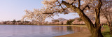 Cherry Blossom Tree along a Lake  Potomac Park  Washington DC  USA