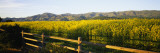 Crops in a Field  Napa Valley  California  USA