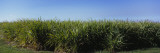 Field of Sugar Cane  Florida  USA