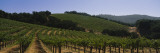 Vineyard on a Landscape  Napa Valley  California  USA