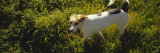 Dog Standing  Napa Valley  California  USA
