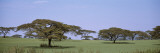 Trees in Flat Grasslands  Kenya