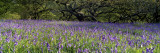 Lavender Flowers in a Field  England  United Kingdom