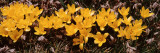 Yellow Crocuses