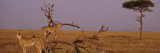 Two Cheetahs in the Wild  Africa