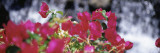 Bougainvillea Flowers  Big Island  Hawaii  USA