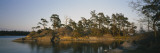 Pine Trees on an Island  Backa  Gothenburg  Hisingen  Bohuslan  Sweden