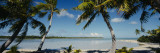 Palm Trees on the Beach  Mataiva  Tuamoto Islands  French Polynesia