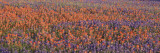 Texas Bluebonnets and Indian Paintbrushes in a Field  Texas  USA