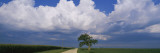 Oak Tree in a Landscape  Stelle  Illinois  USA