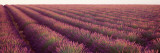 Lavender Fields  Plateau de Valensole  France