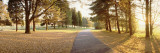 Autumn Trees along a Road  Middleburg  Virginia  USA