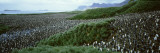 King Penguins  Gold Harbor  South Georgia Island  Falkland Islands