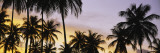 Silhouette of Palm Trees at Sunset  Pigeon Point Beach  Tobago