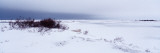 Resting Polar Bears in the Snow  Manitoba  Canada