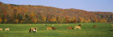 Herd of Cows Grazing in a Field  Wilmington  Windham County  Vermont  New England  USA