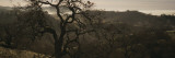 Oak Tree on a Hill  Henry W Coe State Park  California  USA