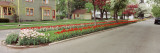 Tulips on a Street  Holland  Michigan  USA
