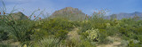 Ocotillo Plants in a Park  Big Bend National Park  Texas  USA