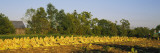 Tractor in a Tobacco Field  Winchester  Kentucky  USA