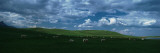 Charolais Cattle Grazing in a Field  Rocky Mountains  Montana  USA