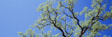 Oak Tree  California  USA