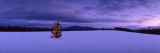 Decorated Christmas Tree in a Snow Covered Landscape  New London  New Hampshire  USA